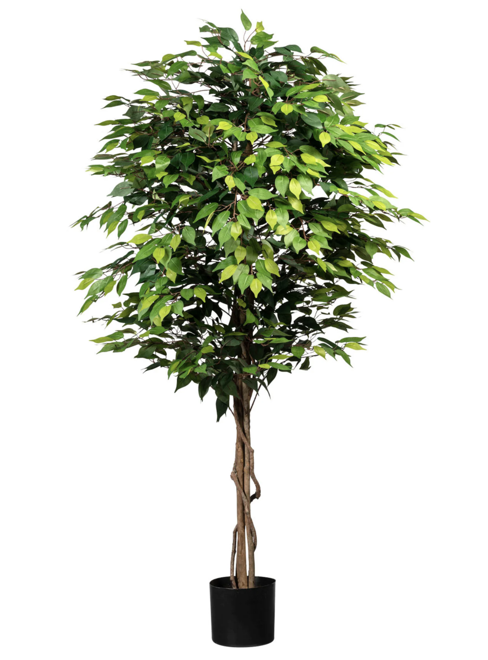 Creativ green Kunstpflanze 180cm »Ficus Benjamini« bei Jelmoli-Shop unter 100 CHF