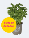 Gratis Bio-Basilikum bei Migros Do It Garden