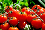 Gratis Open-Source Tomatensamen bestellen