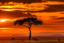 Günstige Retour-Flüge nach Nairobi, Kenia ab Zürich & Basel