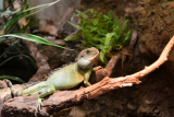 Tag der offenen Türe im Zolli (Zoo Basel) – gratis Eintritt am 03.06.23